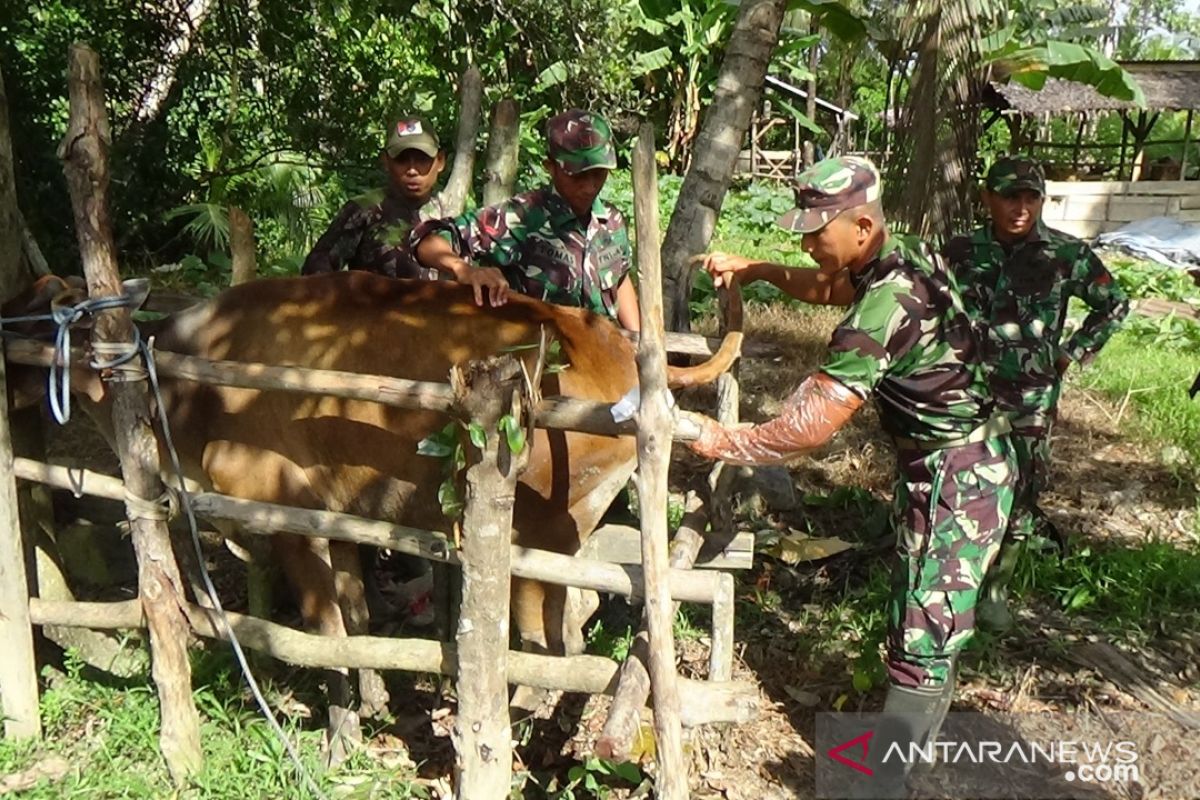 TNI programkan inseminasi 240 ekor sapi