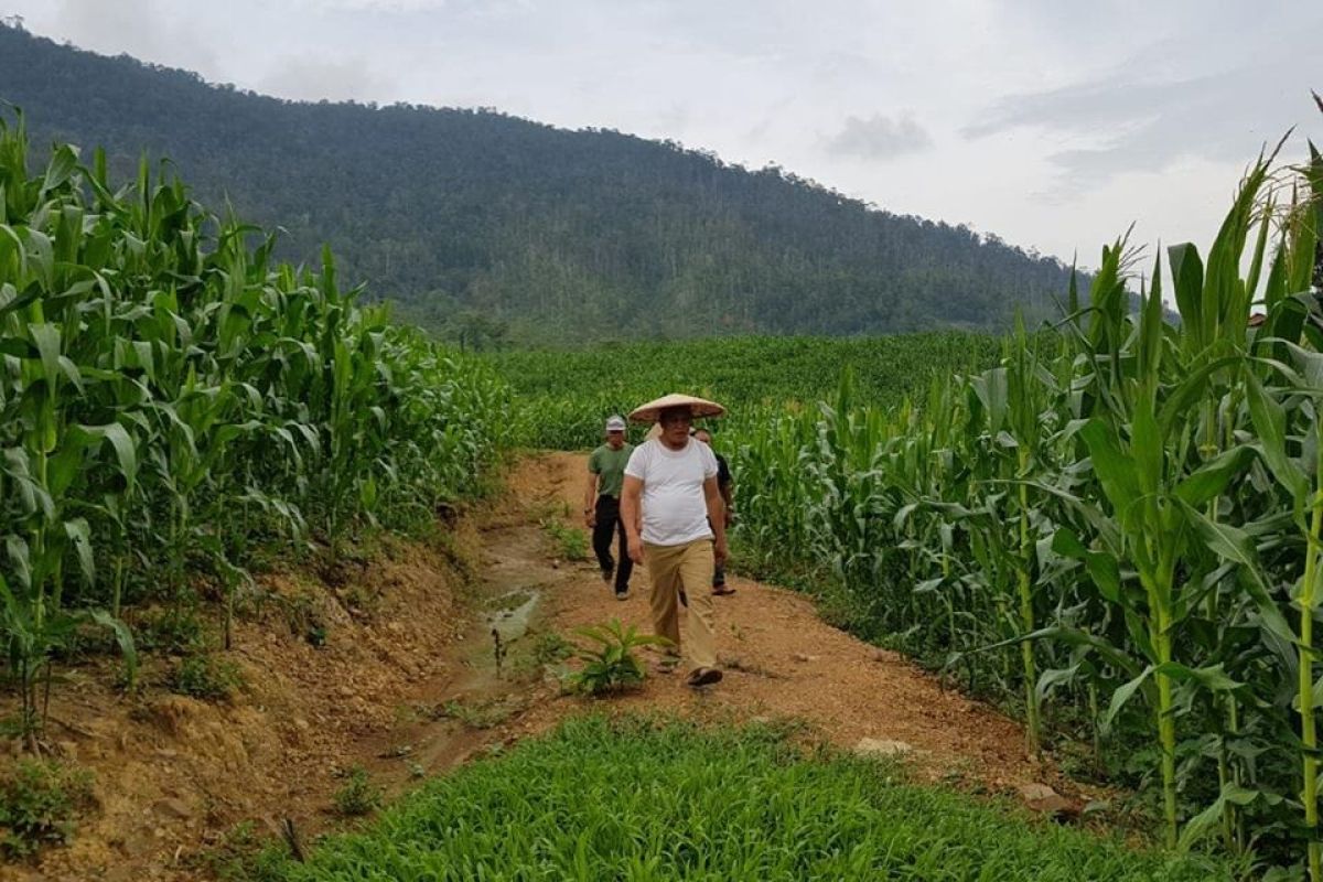 Konawe Utara bertekad jadi lumbung jagung di Sultra