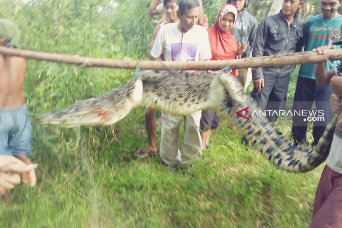 Setelah didatangkan ahli jorat, buaya itu berhasil ditangkap