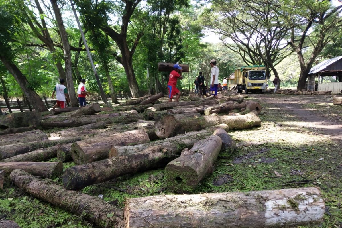 KBM kerahkan puluhan tenaga kerja amankan kayu