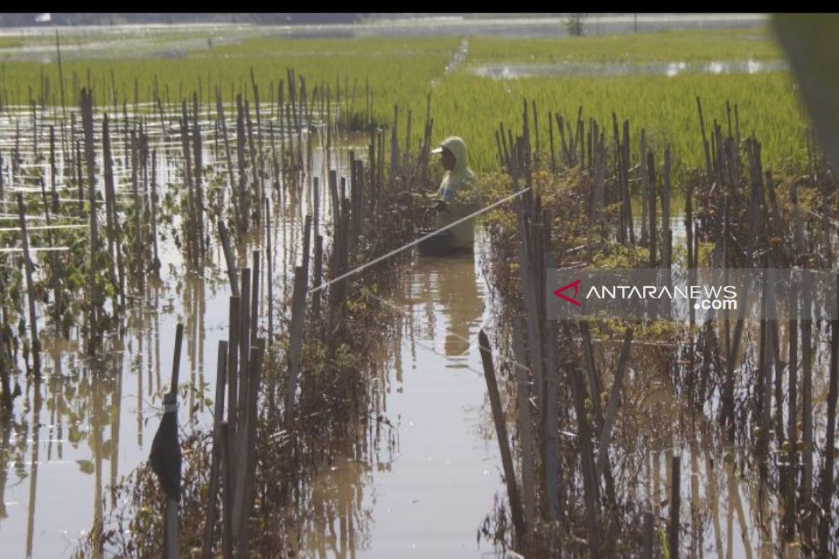 Di Tulungaagung Puluhan hektare sawah masih terendam banjir