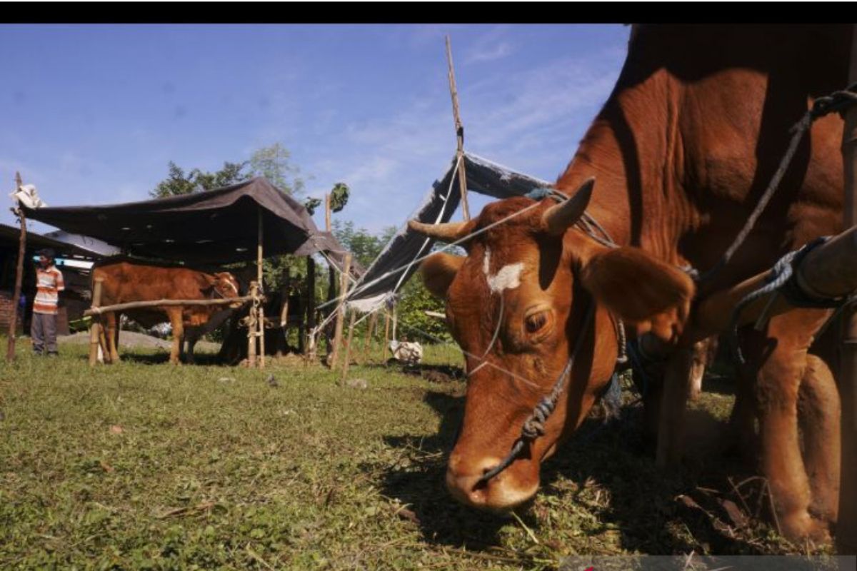 Di Tulungagung asuransi peternakan belum populer