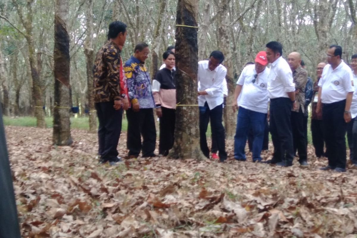 Jokowi sebut tiga langkah dorong harga karet