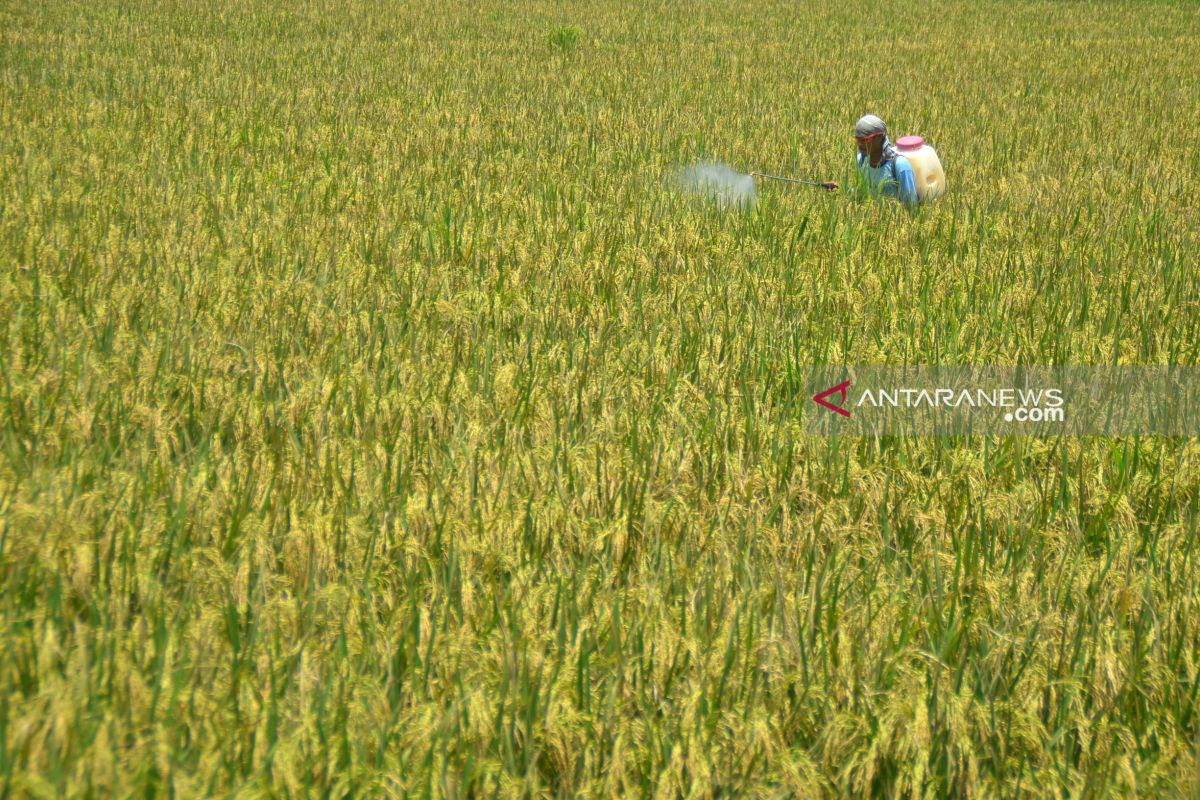 Karawang siapkan Rp1,3 miliar untuk asuransi usaha tani