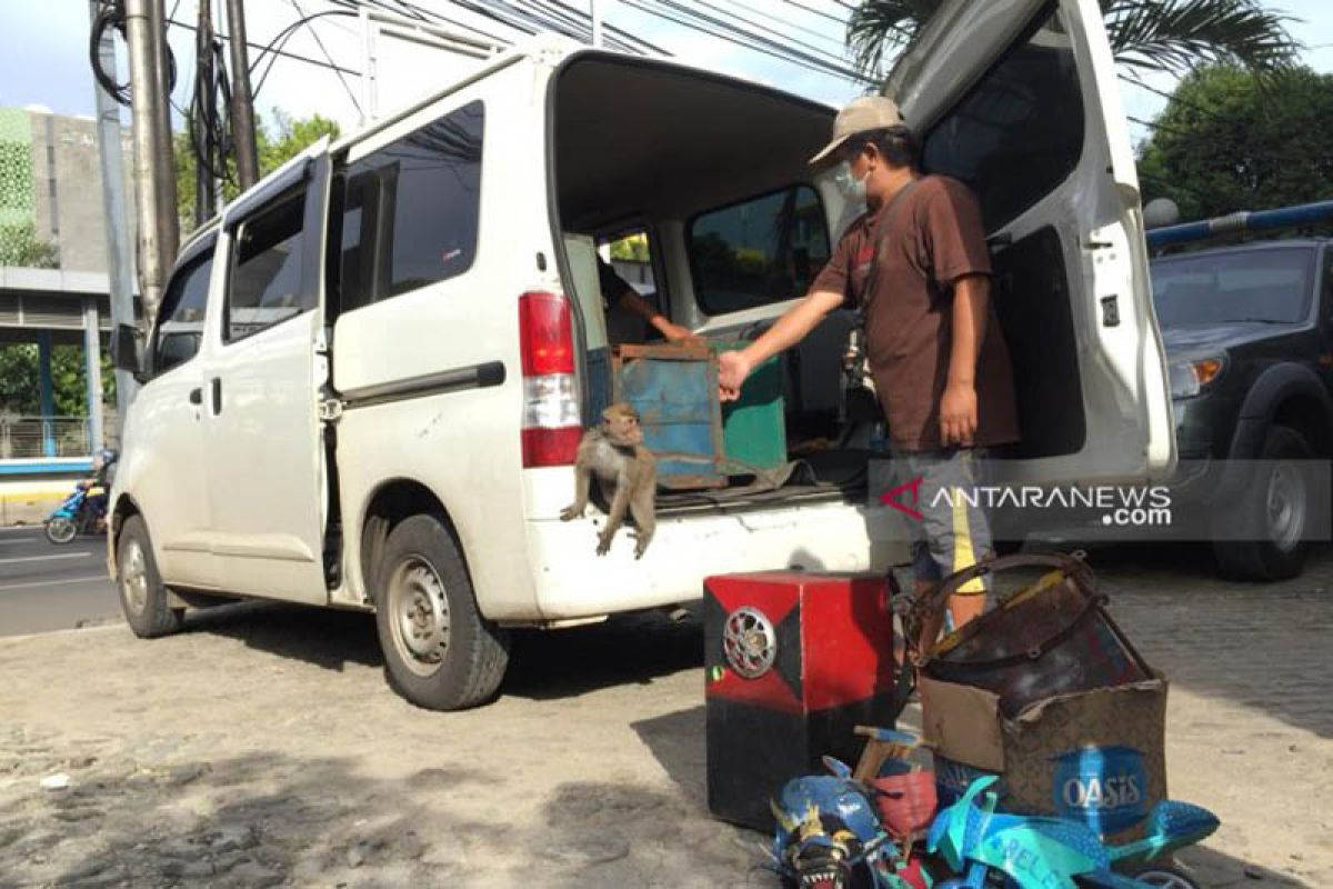 Sekolah topeng monyet harus segera ditutup