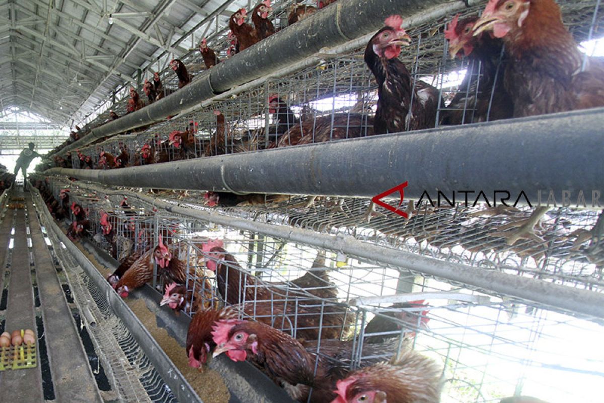 Pelaku usaha peternakan ayam harus punya amdal