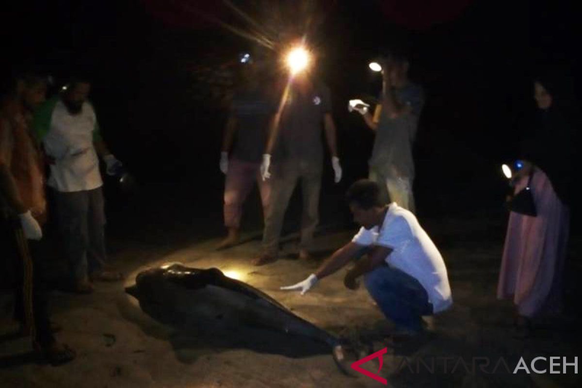 Lumba-lumba ditemukan mati di Pantai Aceh Jaya