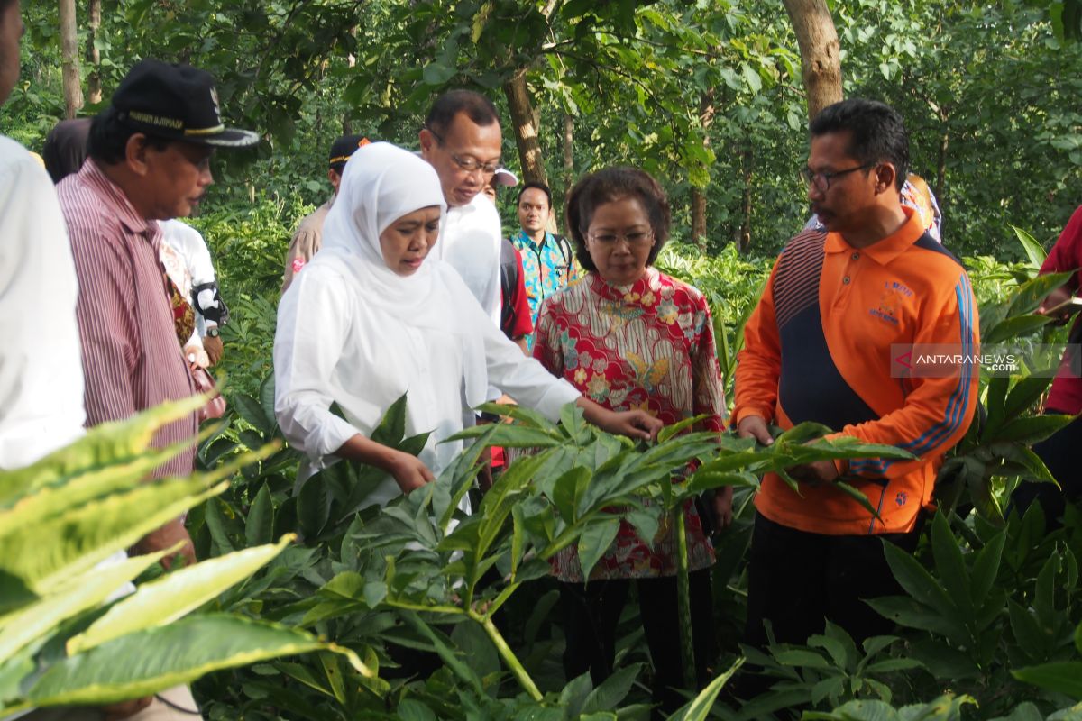 Jawa Timur seriusi budi daya Porang