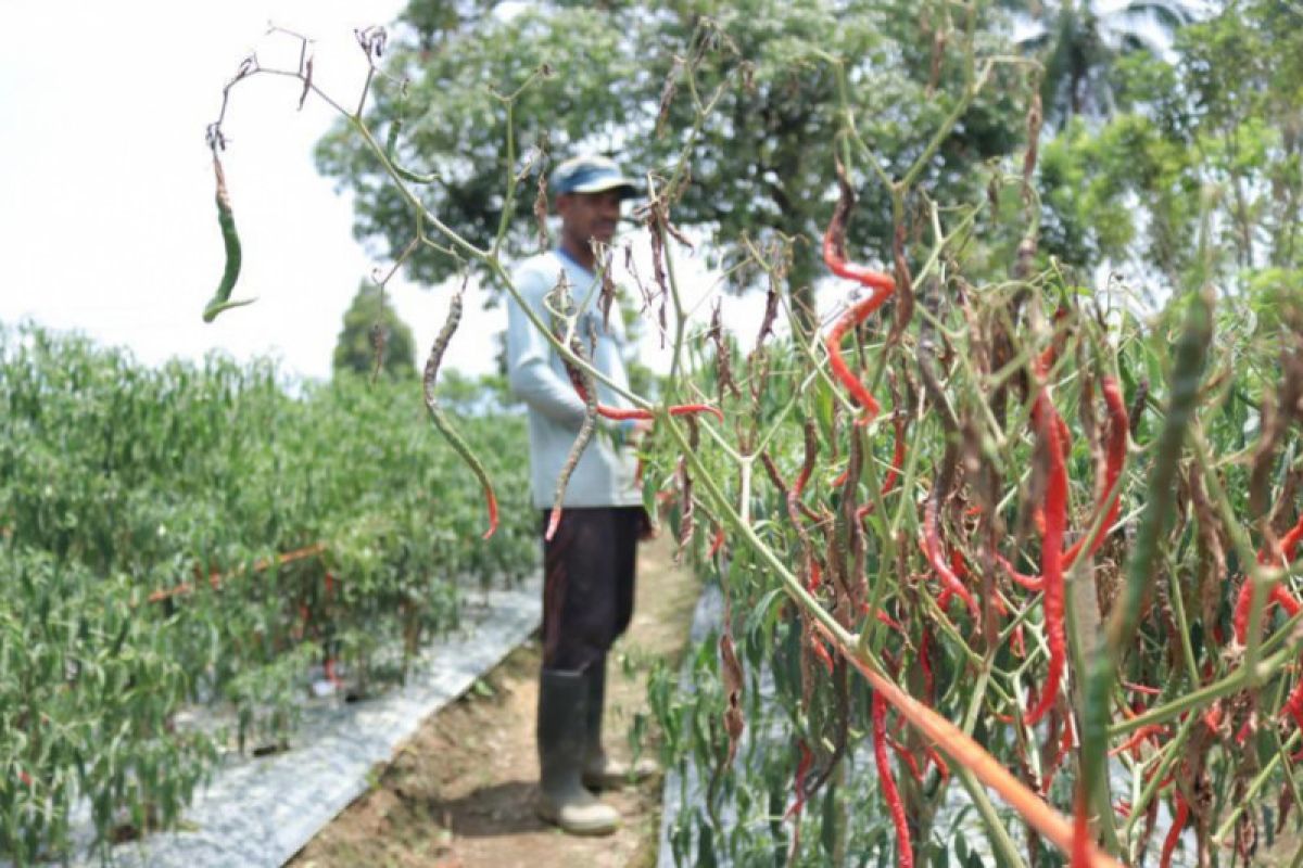 Petani Nagan Raya mengeluh harga cabai terus murah