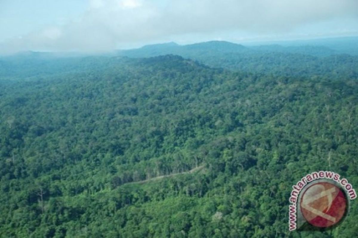 Seluas ini izin pengelolaan hutan yang diterbitkan pemerintah selama 2015 hingga 2018