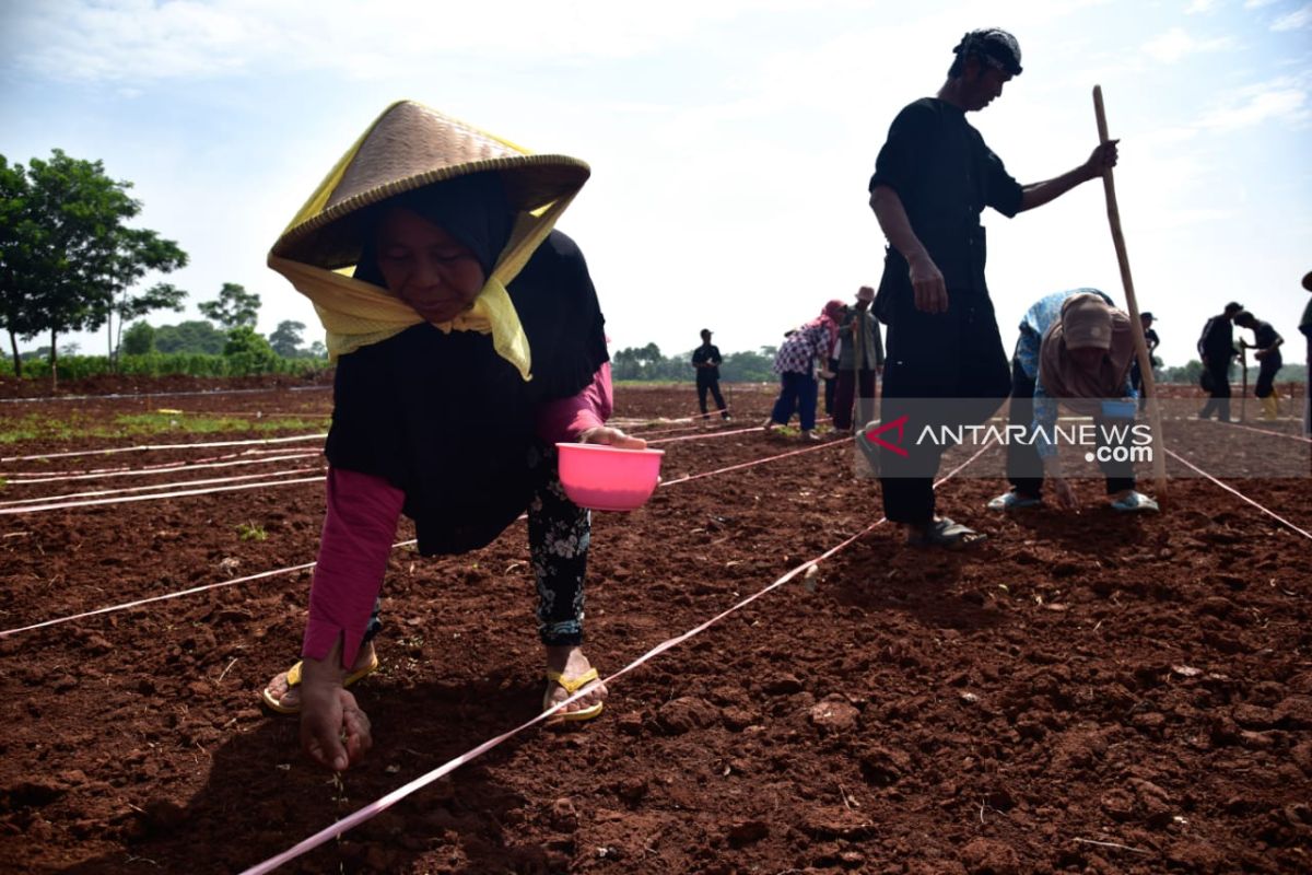 Dinas Pertanian Purwakarta dorong petani terapkan sistem korporasi