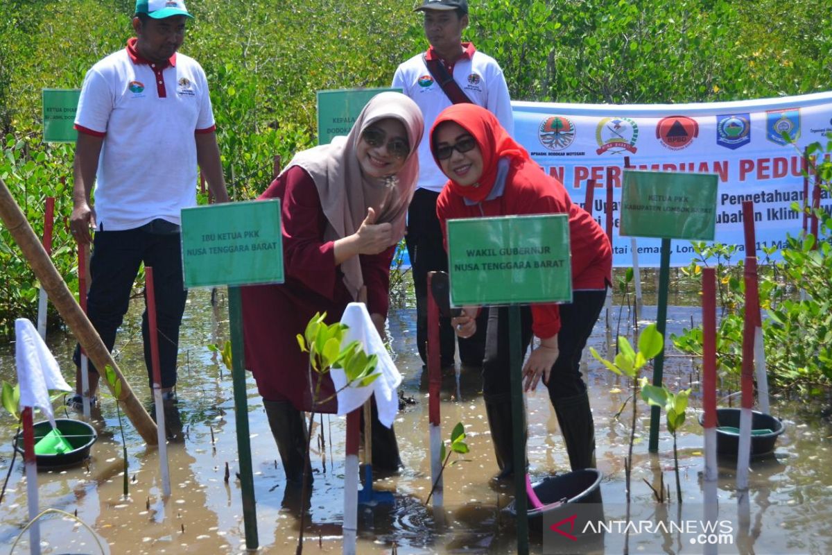 Istri menteri Kabinet Kerja tanam mangrove di Lombok Barat