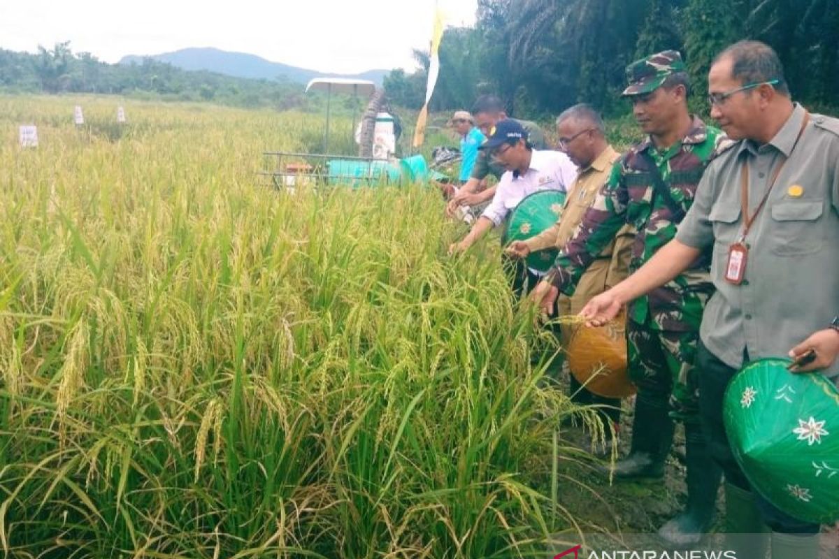 DKPP Belitung-BPTP gelar panen dan temu lapang Inovasi perbenihan VUB padi