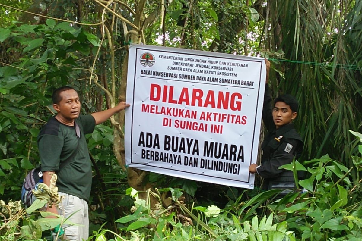 BKSDA Agam tak temukan keberadaan buaya yang menyerang warga