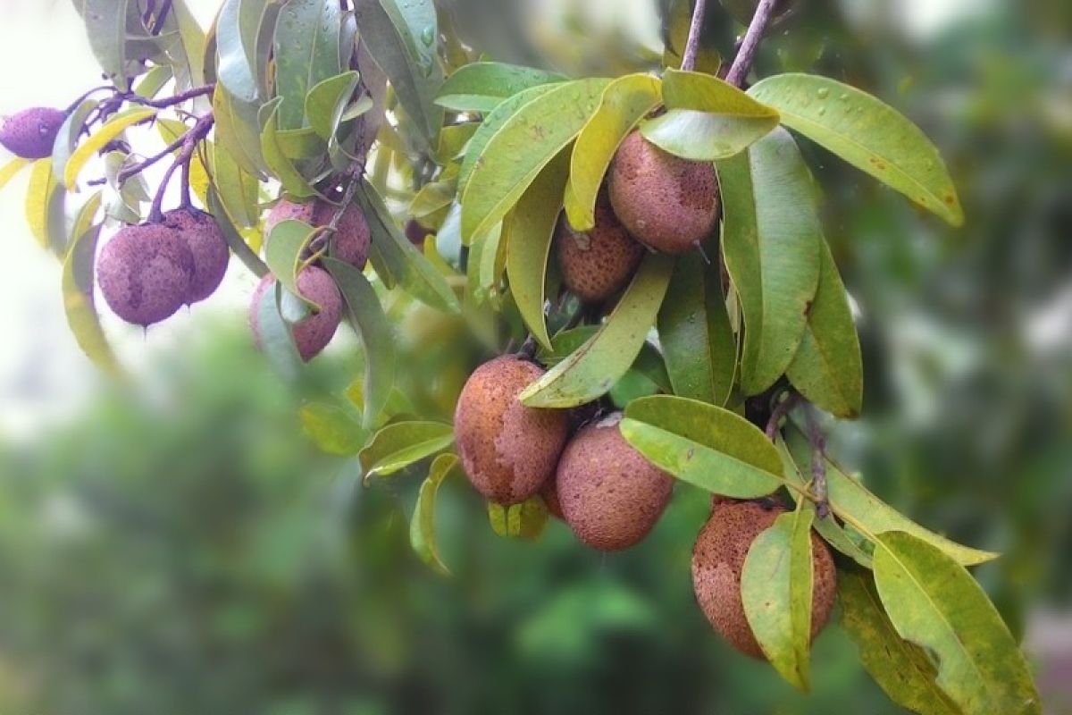 Manfaat buah sawo yang jarang diketahui