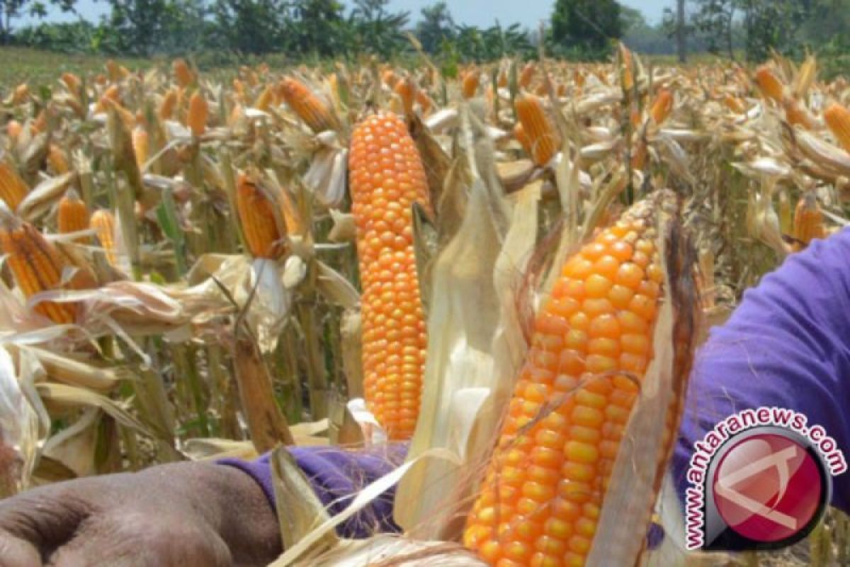 Dinas Pertanian targetkan 1,32 juta ton jagung pipilan kering