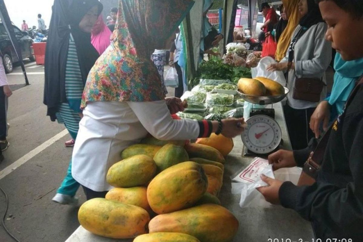 Petani Lebak panen Pepaya California, raup untung hingga puluhan juta