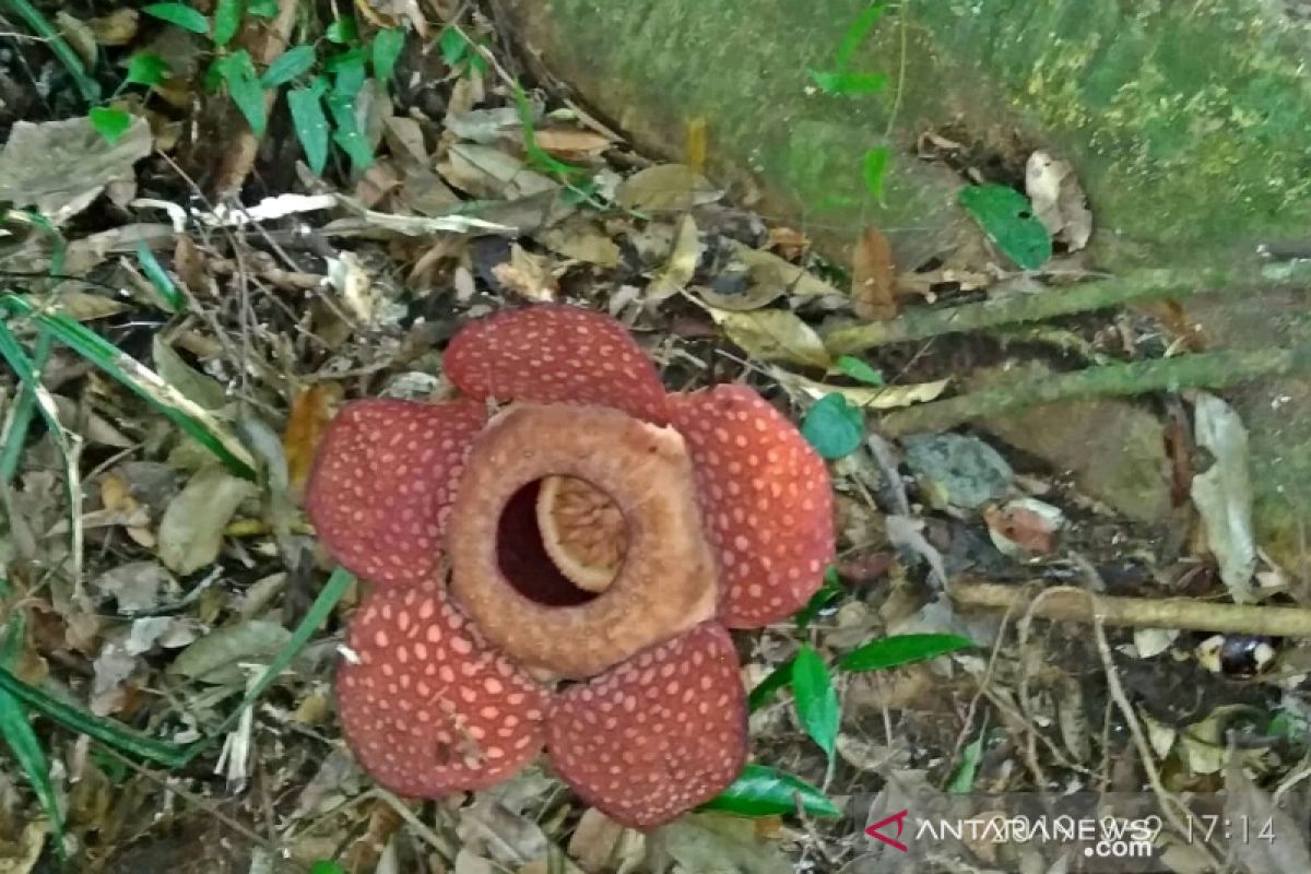 Rafflesia gaduatensis raksasa ditemukan di Tapanuli Selatan