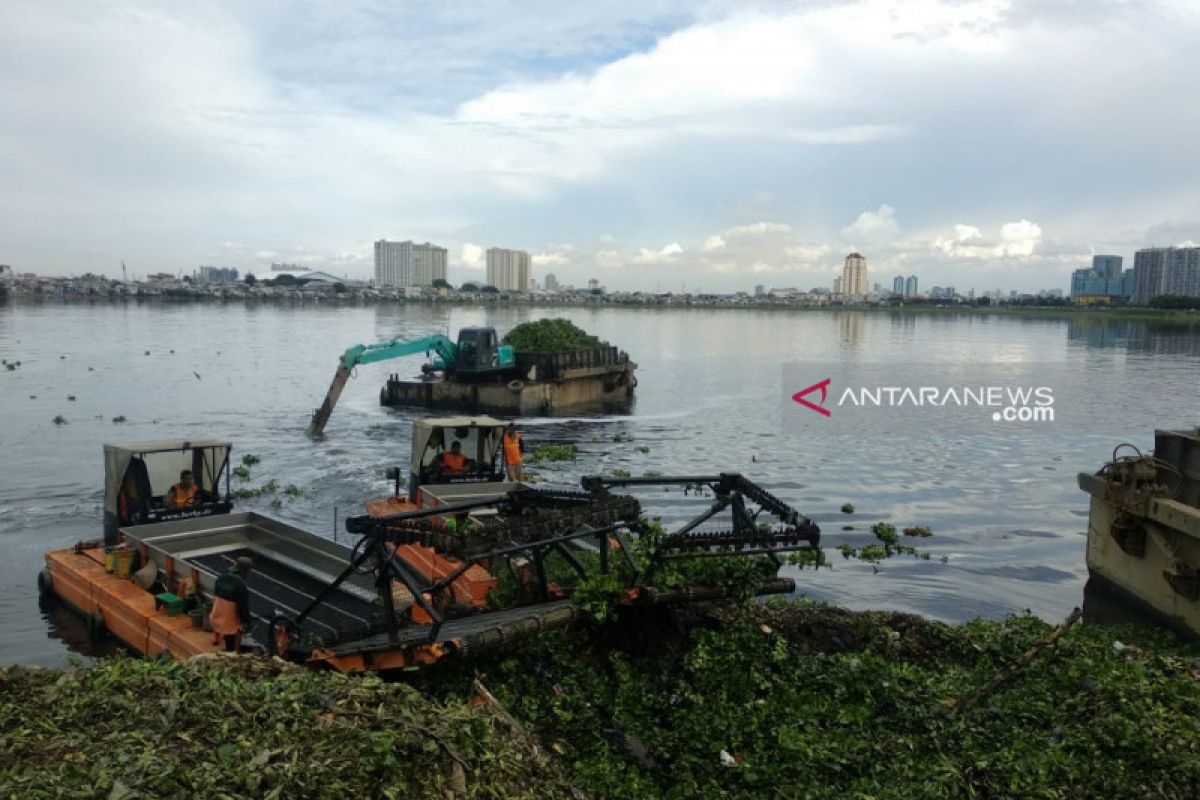 Petugas angkat 1.200 meter kubik eceng gondok dari Waduk Pluit