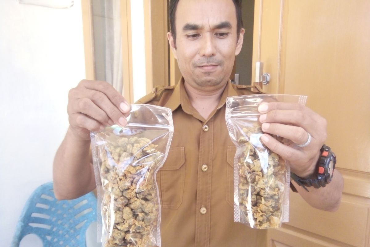 Bisnis lokan crispy jadi usaha berkambang di Aceh Singkil