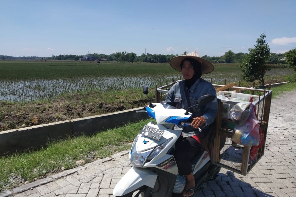 200 hektare lahan padi di Bojonegoro rusak diusulkan peroleh asuransi