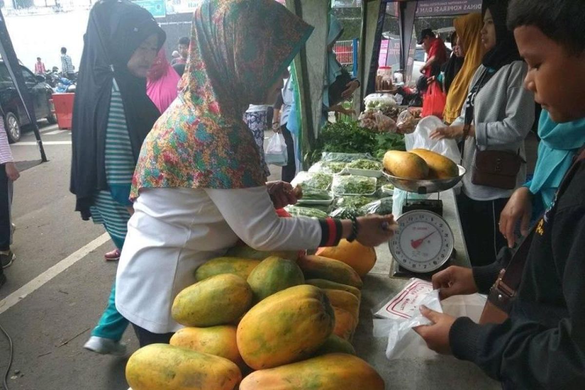 Pepaya california di Lebak mulai panen