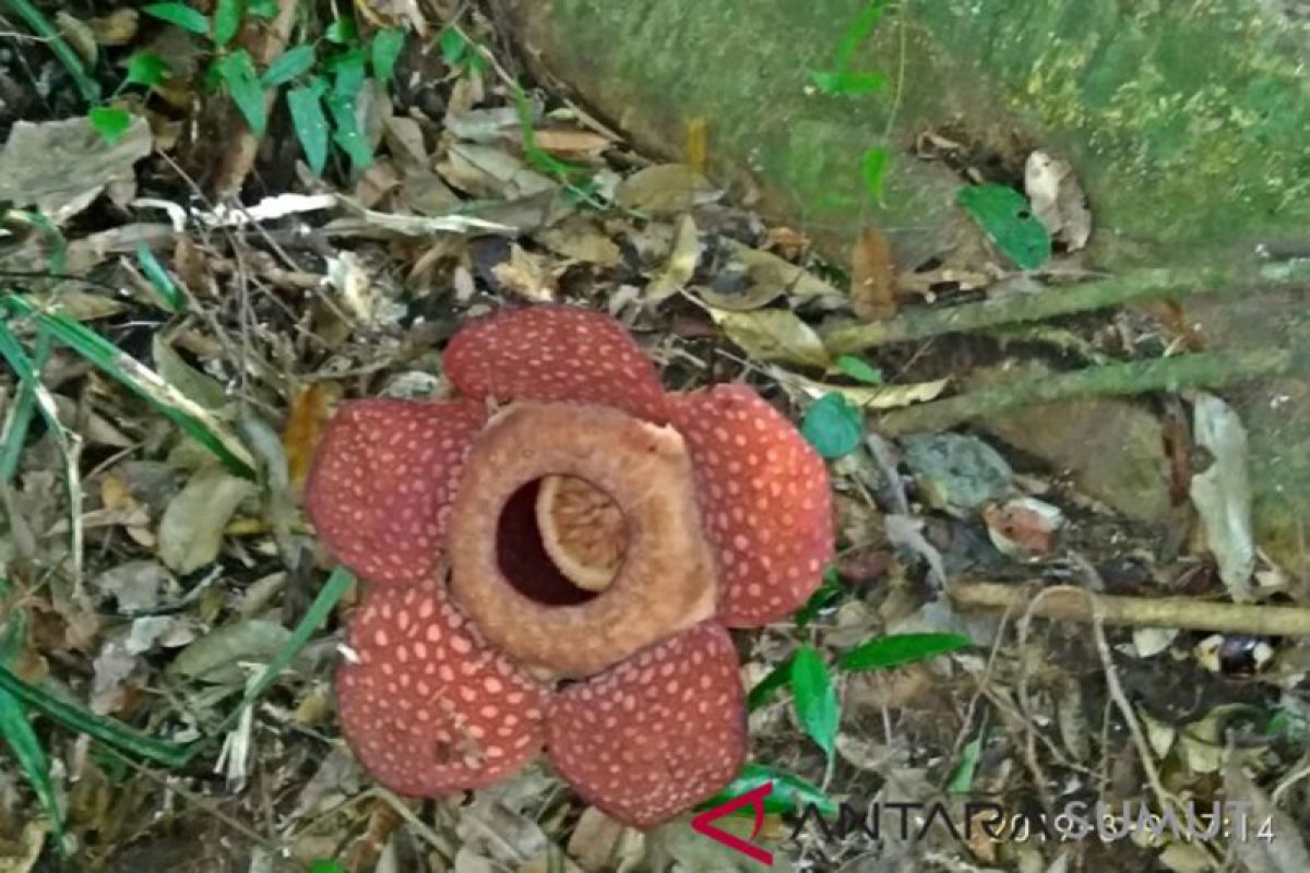 Rafflesia gadutensis ditemukan di Tapanuli Selatan