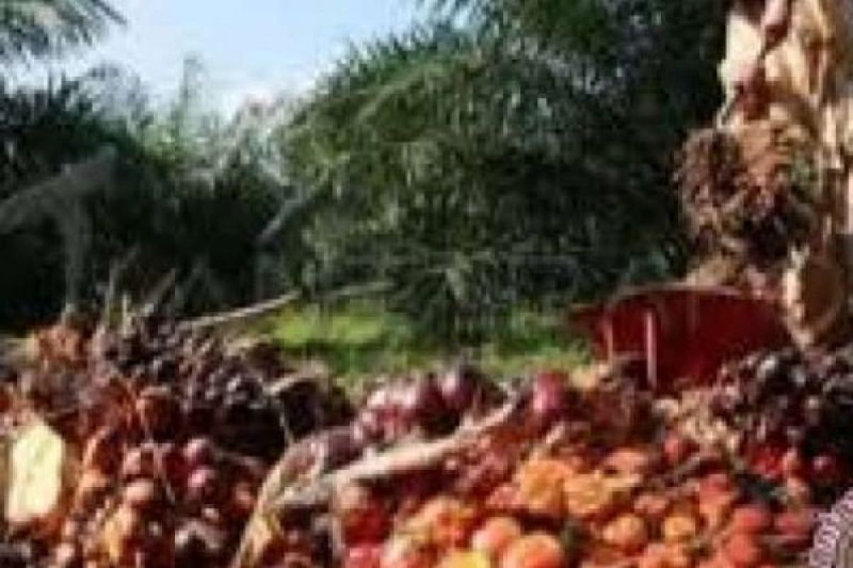 Harga sawit Riau naik  Rp52,94/kg