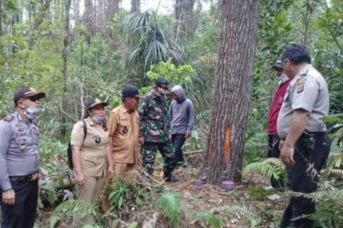 Pencurian getah pohon Pinus di Gunung Soputan marak