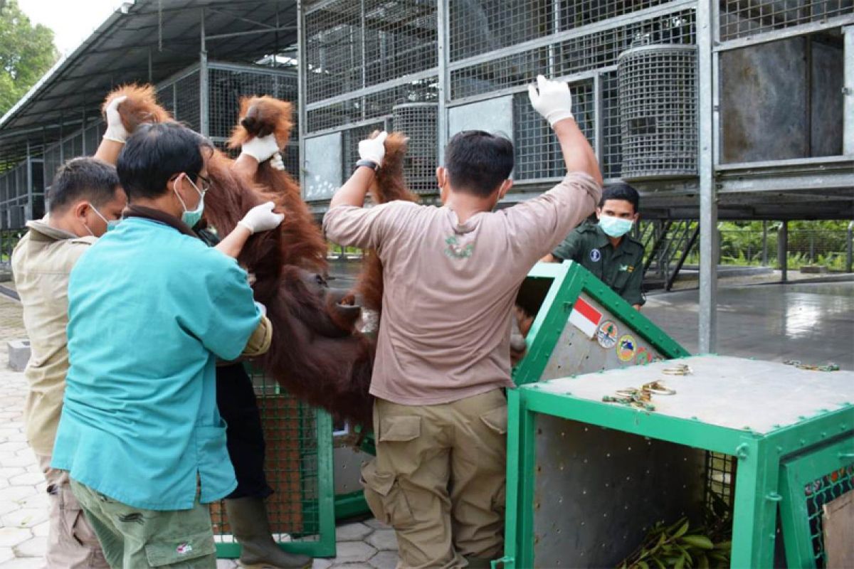 Enam orangutan kembali dilepasliarkan ke TNBBBR