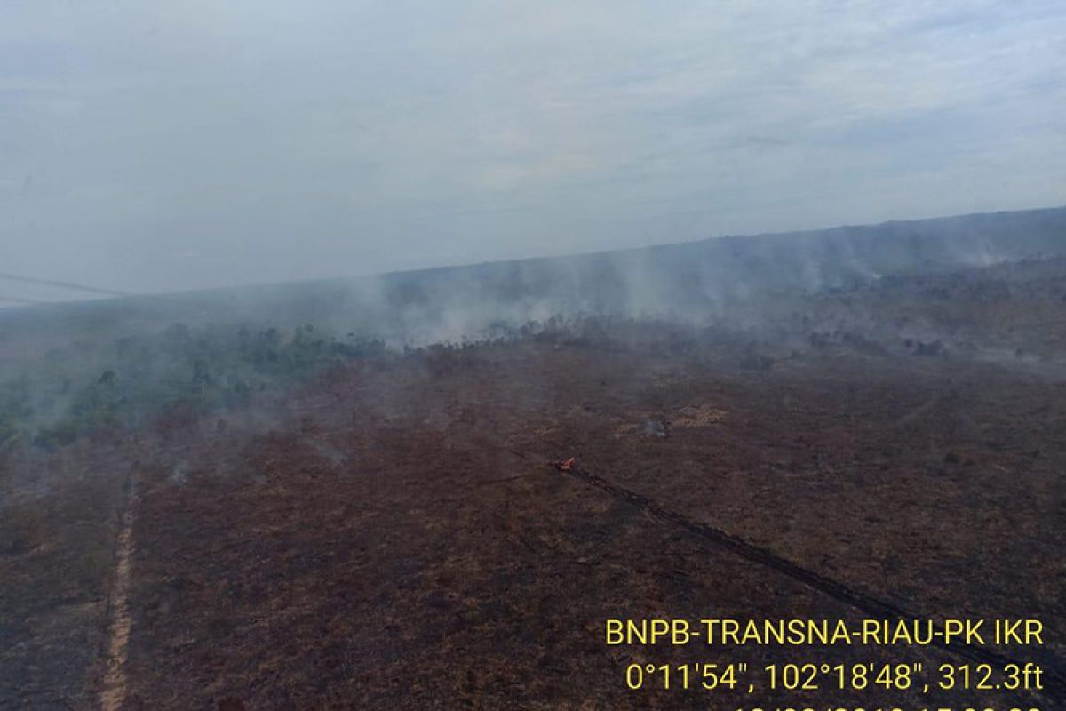 Greenpeace ungkap kebakaran lahan di konsesi perusahaan sawit Riau