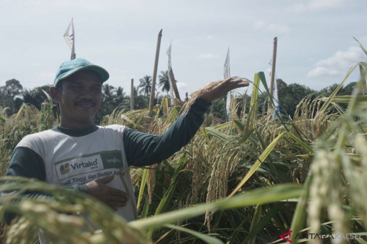 Petani Hulu Sungai Tengah sukses kembangkan padi raksasa