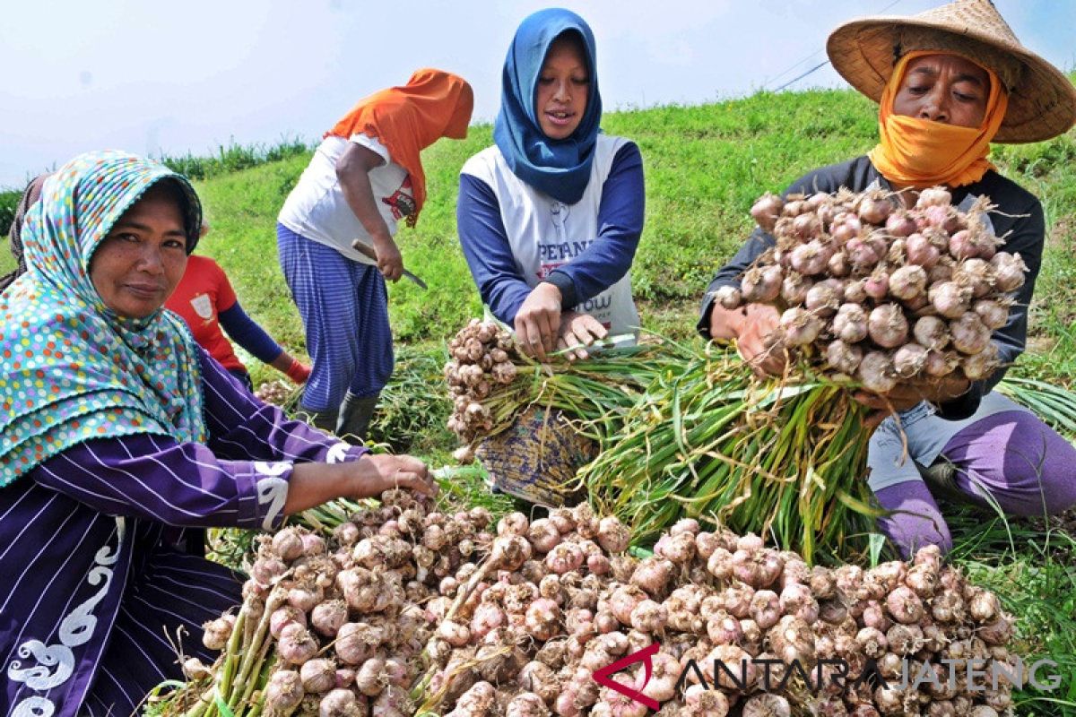 Dukung swasembada, Boyolali kembangkan tanaman bawang putih menuju