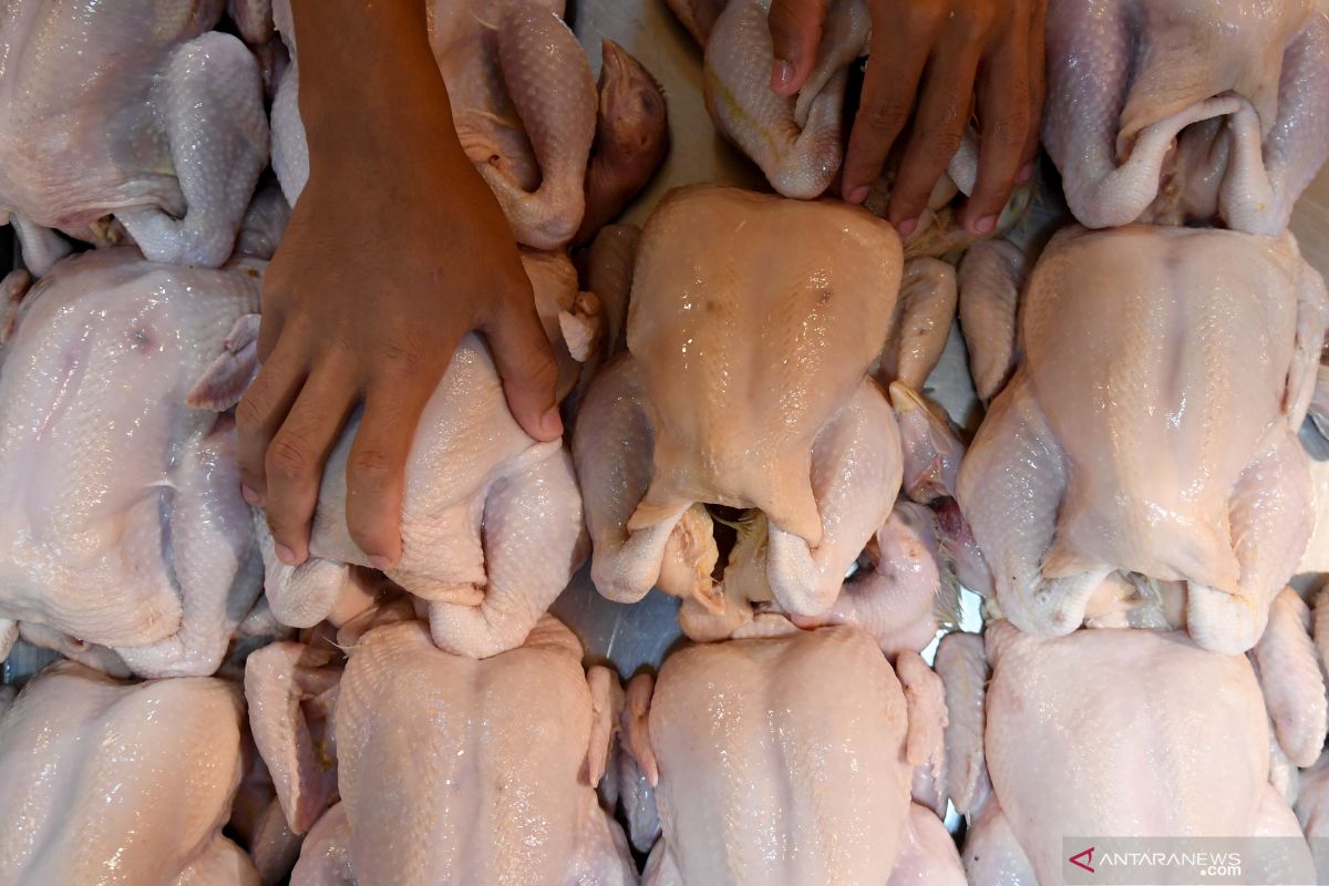 Permintaan Ayam Pedaging Di Gorontalo Utara Meningkat