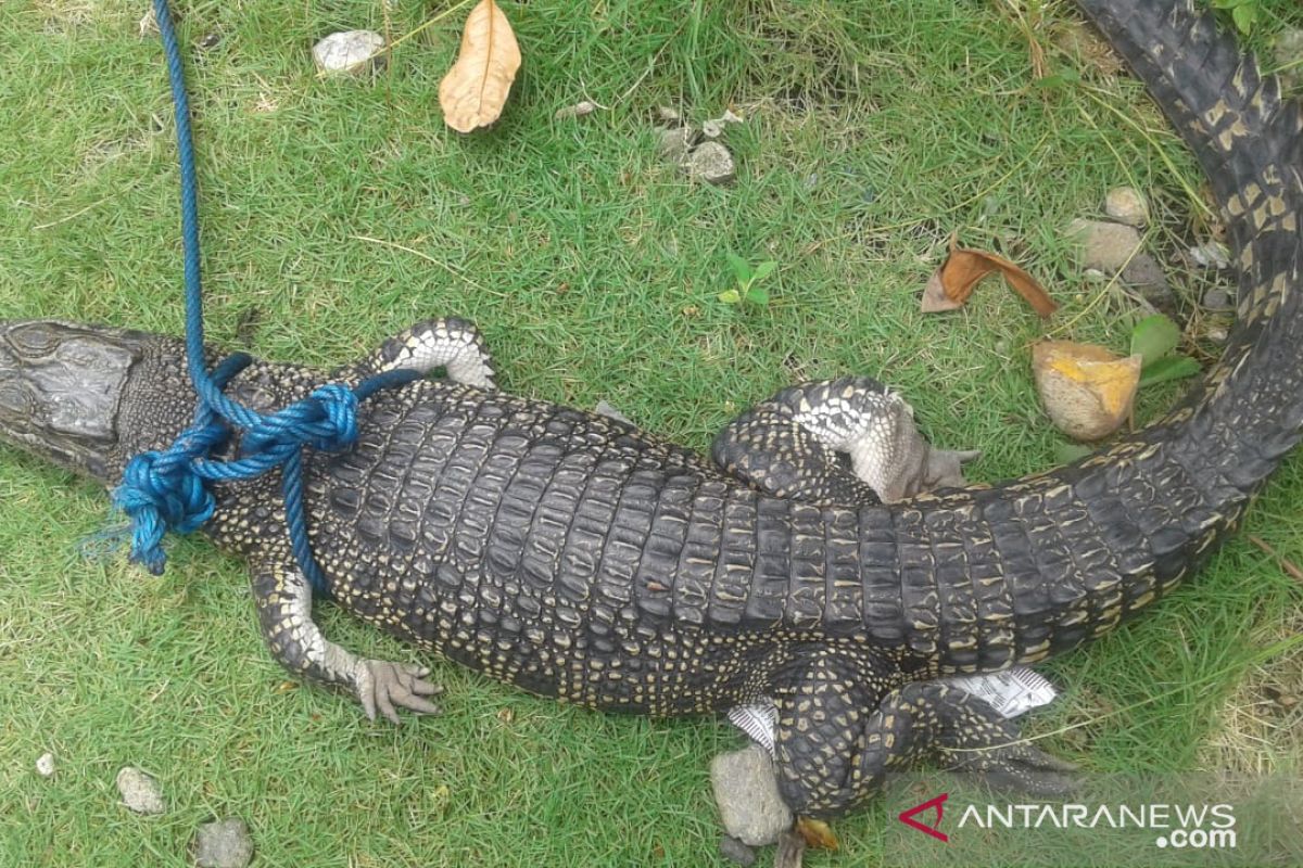 Petugas gabungan cari korban terkaman buaya sungai