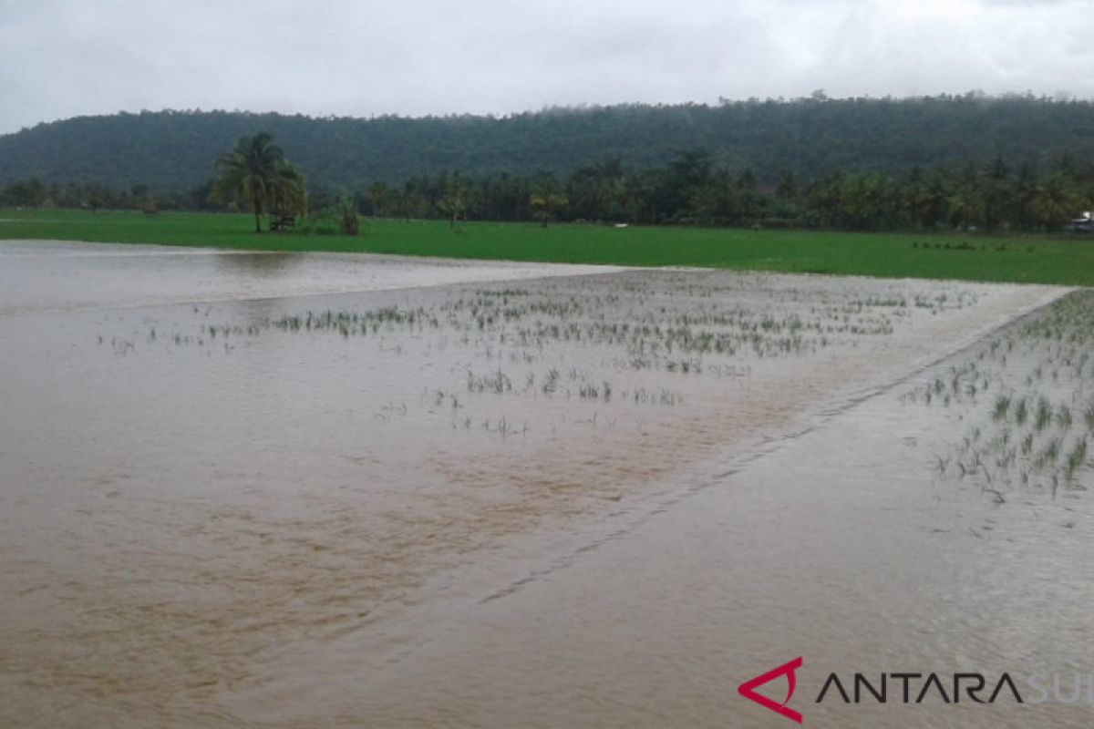 Puluhan hektare sawah di Baubau terendam banjir
