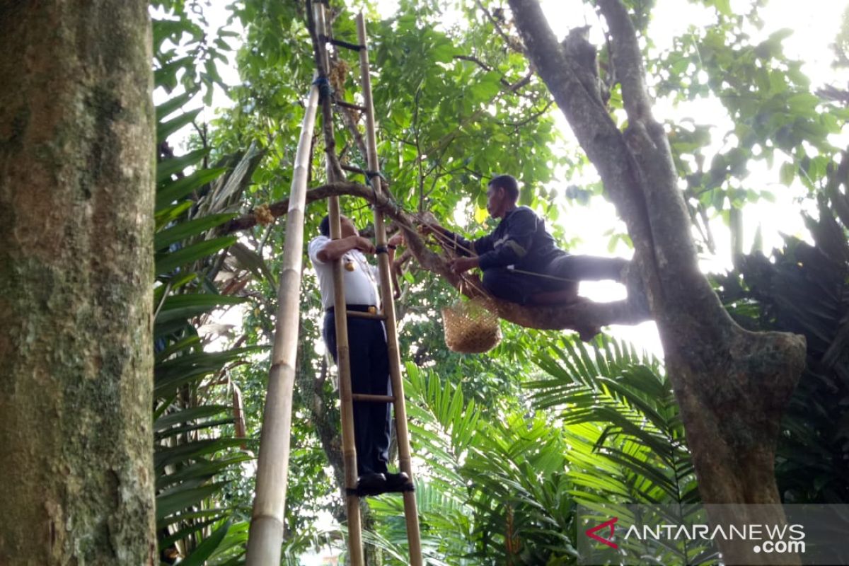 Anies panen duku dan salak Condet