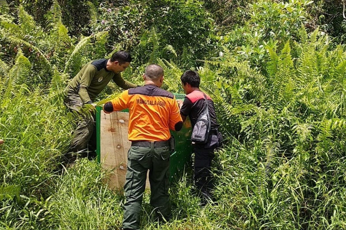 Warga Sampit kaget beruang muncul di permukiman