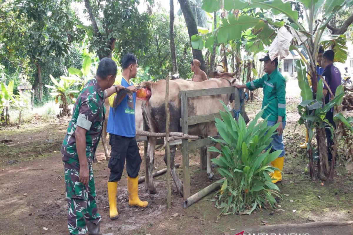 Satgas TMMD periksa kesehatan 153 ekor sapi