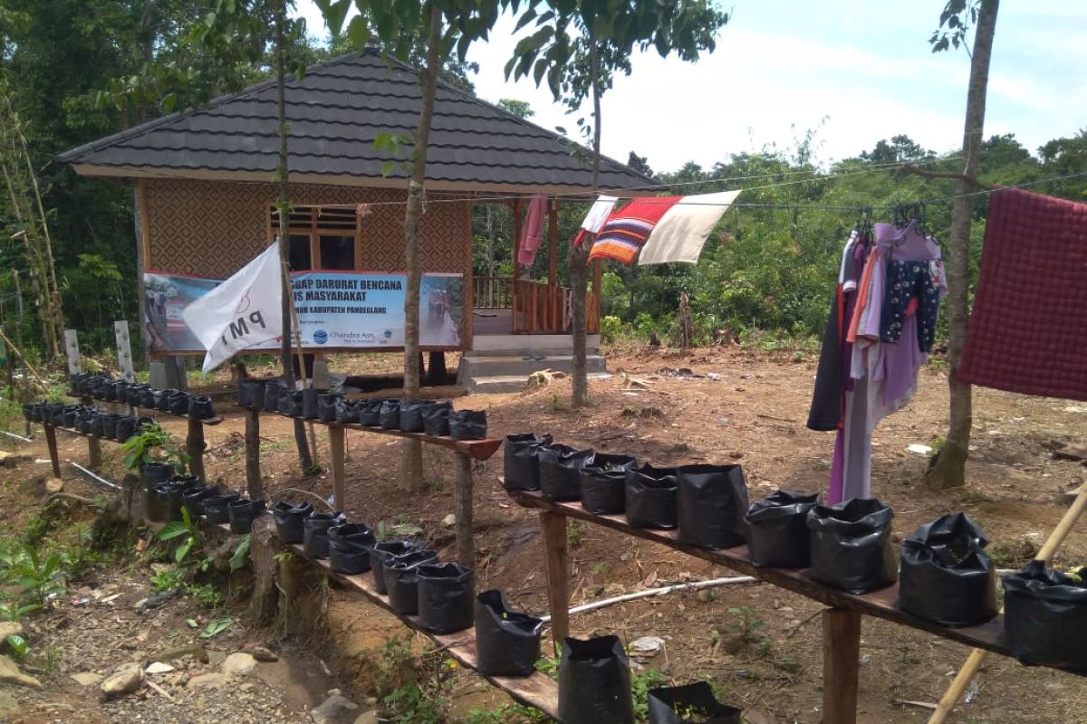 PMI menanam tanaman holtikultura di lokasi bencana