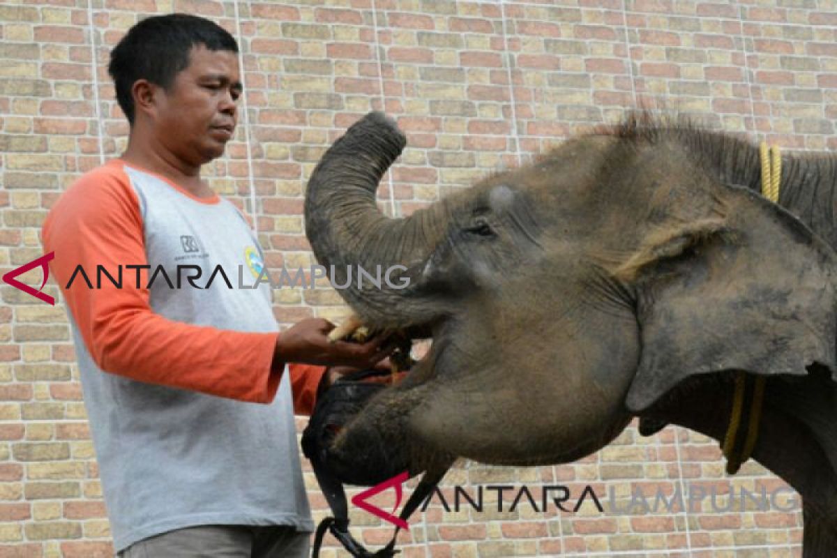 Sebanyak ini jumlah anak gajah jinak dimiliki TN Way Kambas