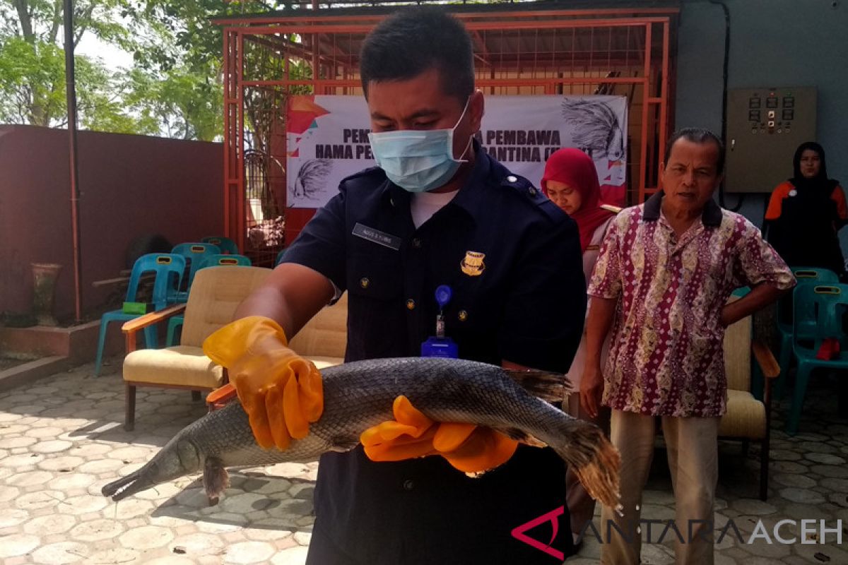 Stasiun Karantina Aceh musnahkan ikan "aligator"