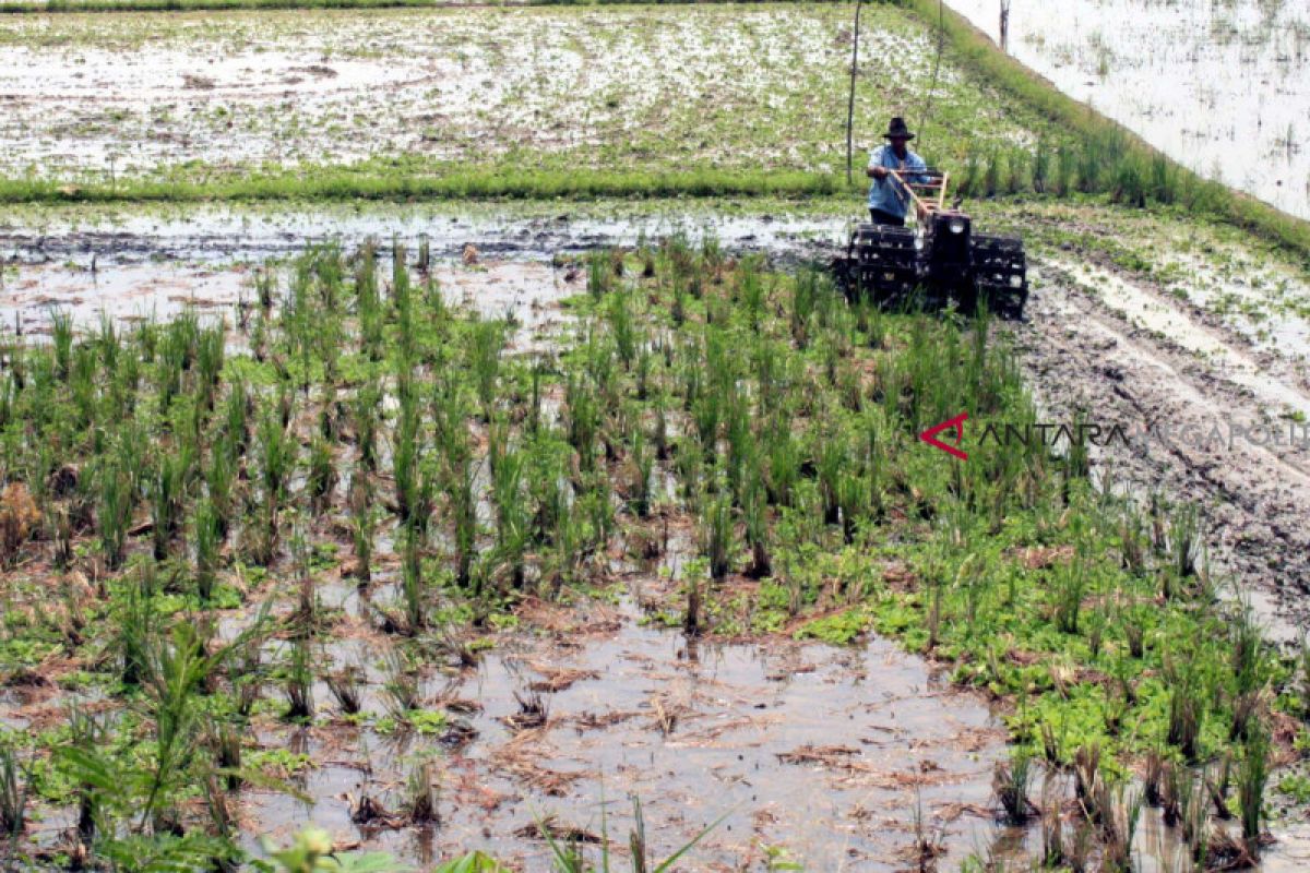 Bupati Bogor siapkan tiga kecamatan untuk swasembada pangan