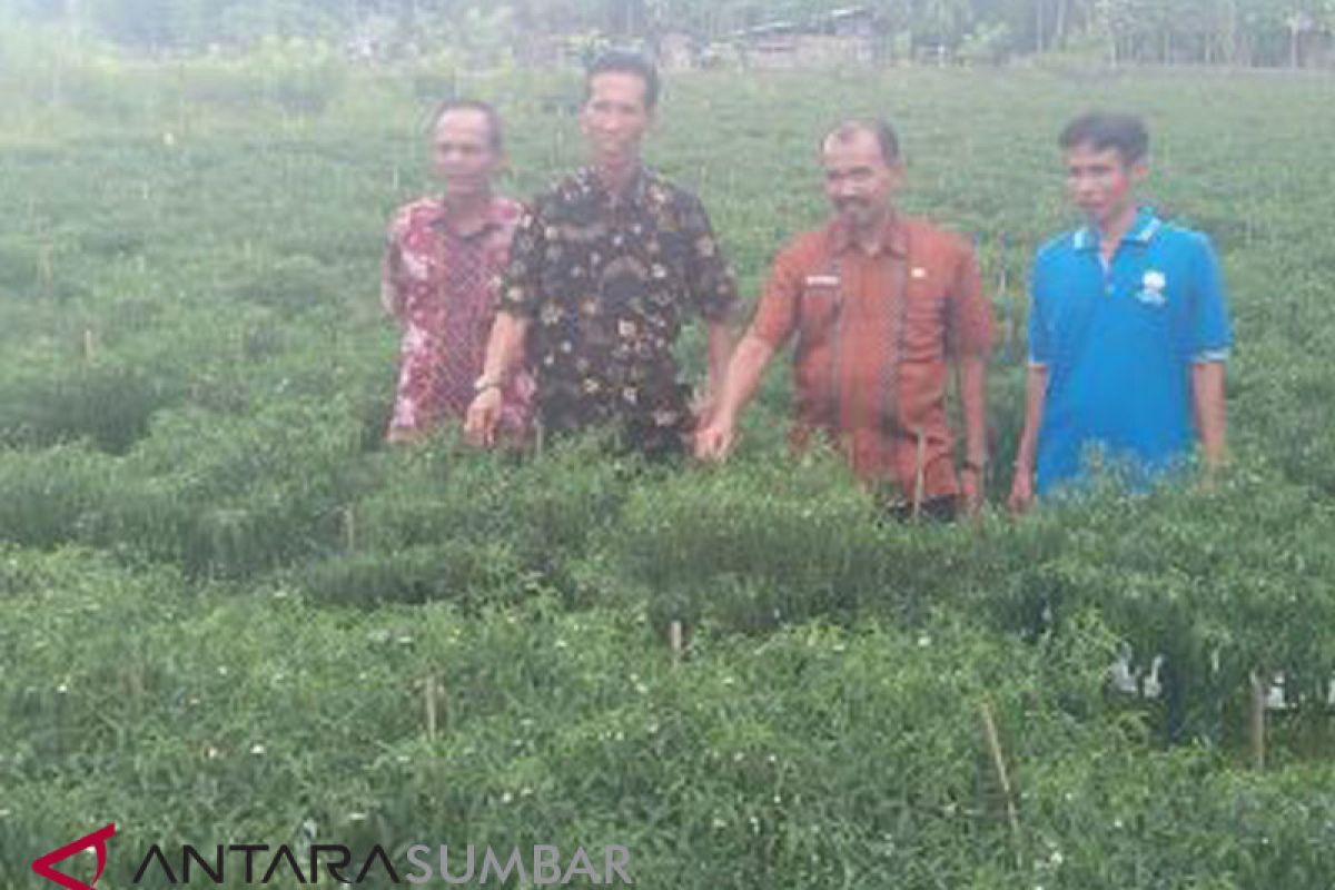 Produksi cabai sembilan ton setiap panen, lahan Nasrul ditinjau