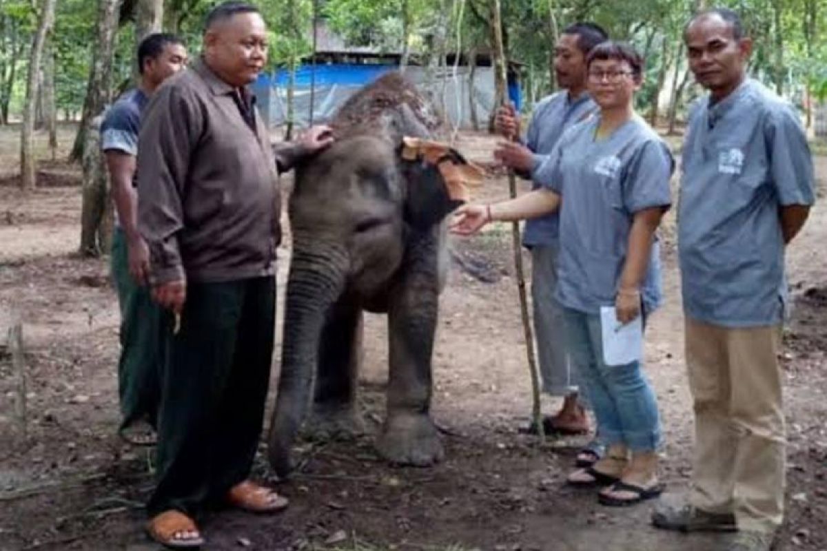 Gajah jinak Yeti akhirnya mati di Way Kambas Lampung