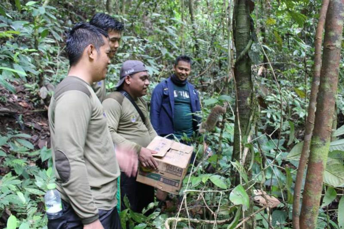 BKSDA Kalteng lepasliarkan dua ekor Kukang di Pararawen