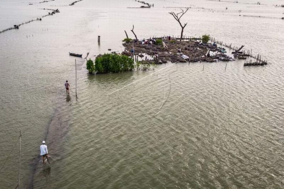 Ratusan hektare tambak ikan siap panen hilang seketika diterjang banjir