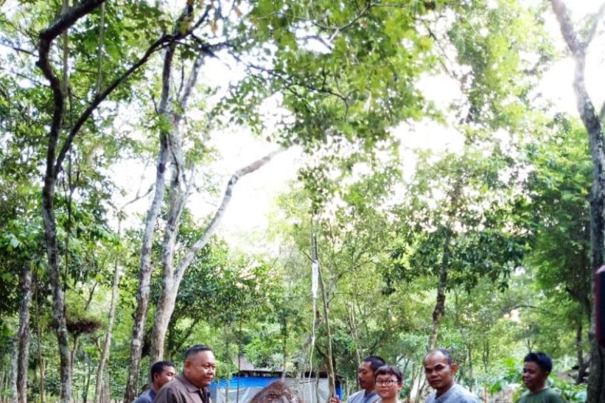 Gajah Jinak Yeti Akhirnya Mati di Way Kambas Lampung