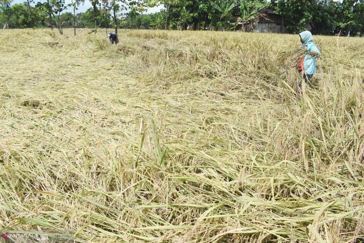 Pemkab Madiun tak sanggup ganti kerugan petani korban banjir