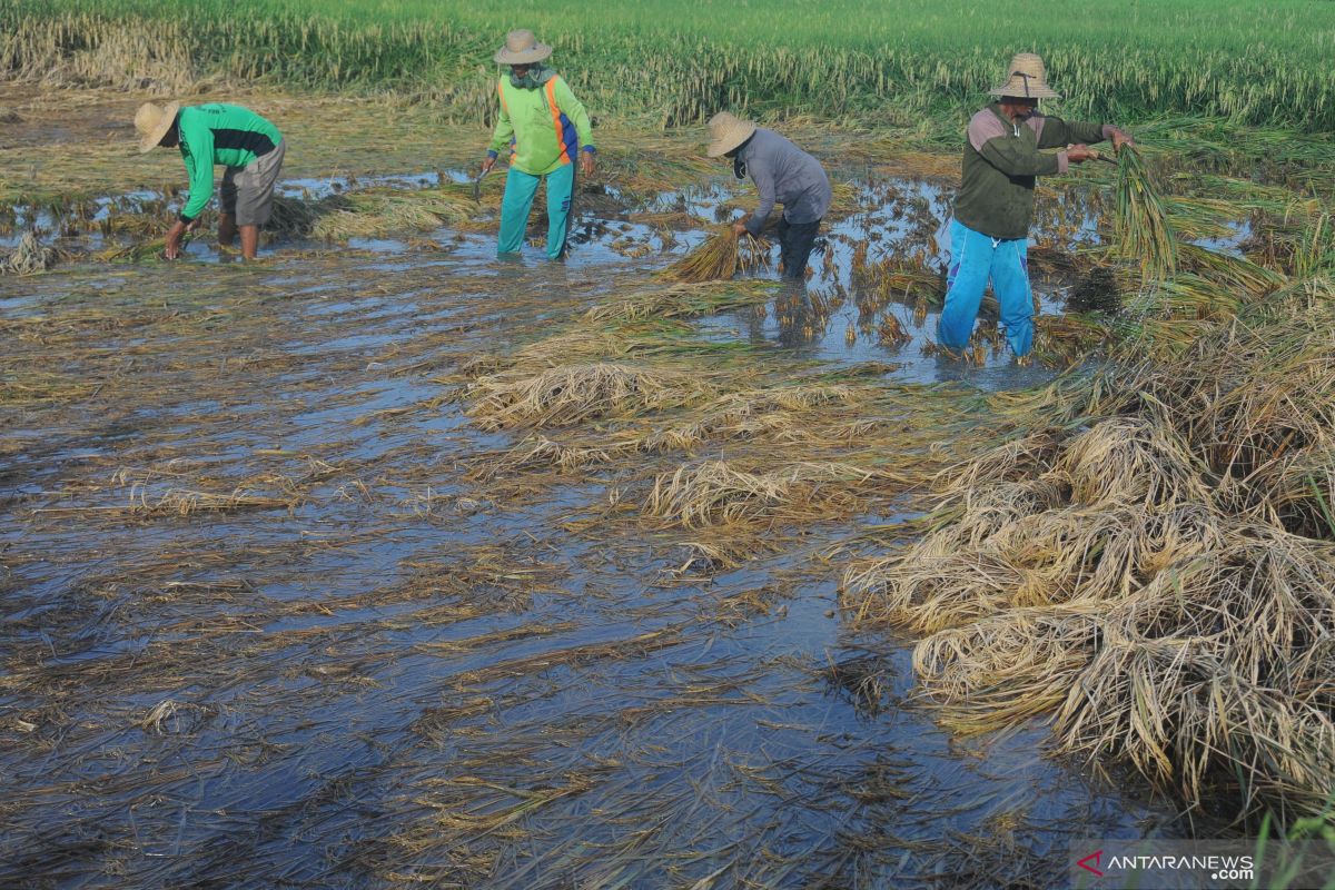 BMKG: Jatim masih berpotensi hujan disertai angin kencang